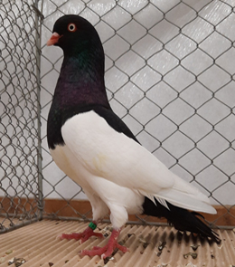 Elster Purzler